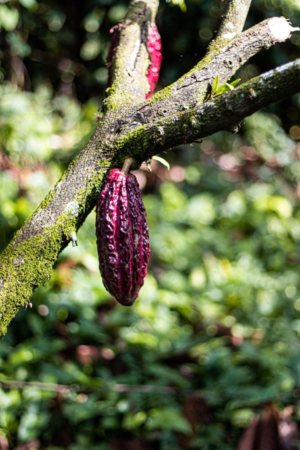 CocoMiel Guatemalan Cocoa Bean